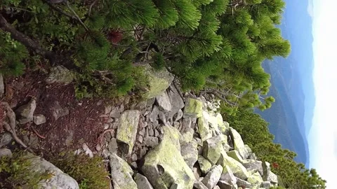 Hiking trail between alpine pine trees in the mountains Stock Footage 263739522