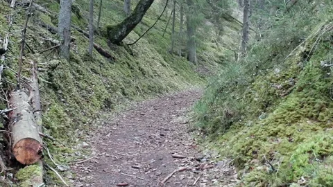 Hiking trail between mossy mountains. Stock Footage 145667497