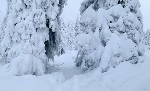 Hiking trail between two snow-covered fir trees in the winter taiga forest Foto stock