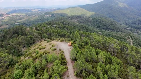 Hiking trail with cyclists in the pine forest of Mornese in Piedmont, Italy Stock Footage 315989231