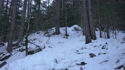 Hiking trail deep in the forest Stock Footage 177460903