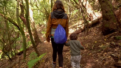 Hiking trail in the evergreen cloud forest of Garajonay National Park, La G.. Stock Footage 241499358