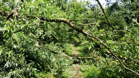 Hiking trail with fallen tree Vídeos de archivo 206679286