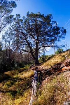 Hiking Trail with Fallen Tree Trunk in Benidorm 스톡 사진