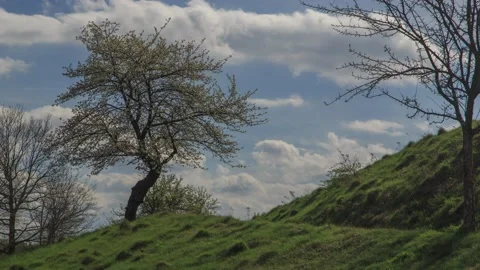 Hiking trail with a flowering tree,4k,timelapse 動画素材 230859970