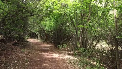 Hiking Trail Stock Footage 229474802