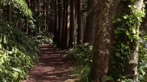 Hiking trail in forest Stock Footage 69110307