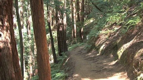 Hiking trail in forest Stock Footage 74089644