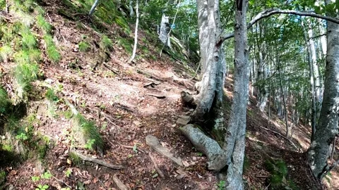 Hiking trail in the forest. Stock Footage 153520781