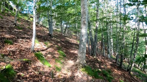 Hiking trail in the forest. Stock Footage 153521276