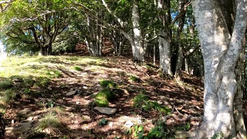 Hiking trail in the forest. Stock Footage 153522046