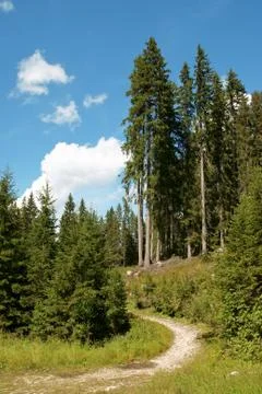 Hiking trail in the forest Stock Photos