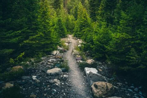 Hiking trail in a forest. Stock Photos