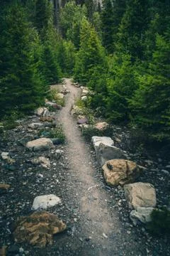Hiking trail in a forest. Stock Photos