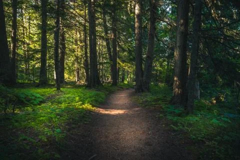 Hiking trail in the forest. Stock Photos