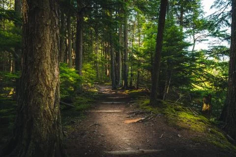 Hiking trail in a forest. Stock Photos