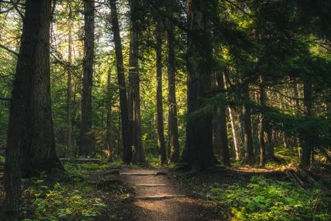 Hiking trail in the forest. Foto stock
