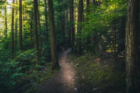 Hiking trail in the forest. Stock Photos