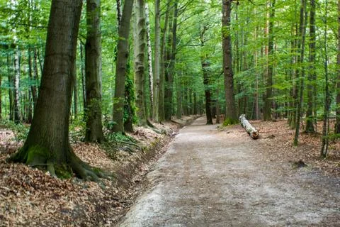 Hiking trail in the forest 写真素材