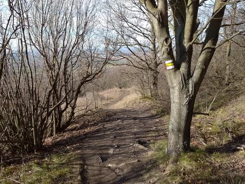 Hiking trail in the forest Stock-Fotos