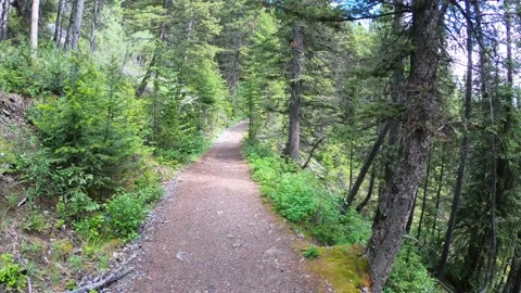 Hiking trail in the forest surrounded by pine and spruce trees Stock Footage 148892699