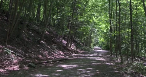 Hiking trail in the forest / wilderness with tree shadow on sunny day - 4K Stock Footage 242867990