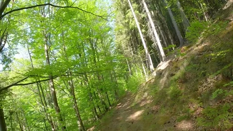 Hiking trail in fresh green springtime mixed forest Stock Footage 300273178