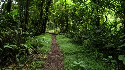 A hiking trail going through a lush green tropical forest Stock Footage 151279266