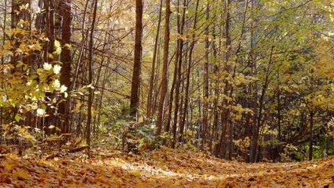 A hiking trail inside a forest covered with dry leaves or leafs Stock Footage 220754015
