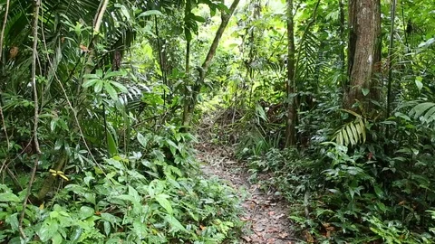 Hiking Trail in the Jungle Stock Footage 85494736