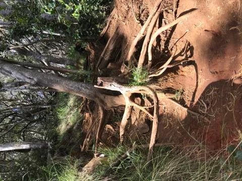 Hiking trail with large broken tree Stock Photos