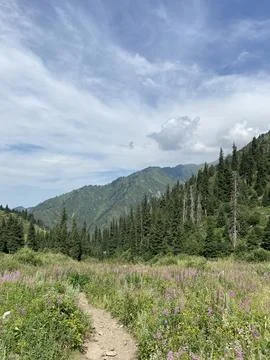 Hiking trail leading through wildflowers and forest in the mountains Stock Photos