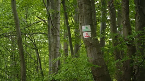 Hiking Trail Marker Painted on Tree Trunk, Lush Green Forest, Leaves in Breeze Stock Footage 327456950