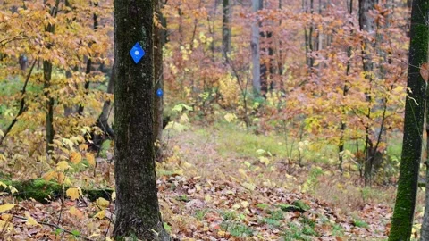 Hiking trail marker on a tree with forest fall background bad wether Stock Footage 254586401