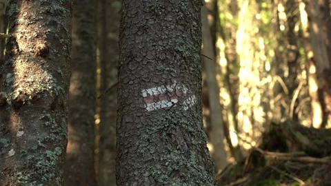 Hiking trail marker on a tree in a forest during daytime. Gorgany Range 스톡 동영상 334861660