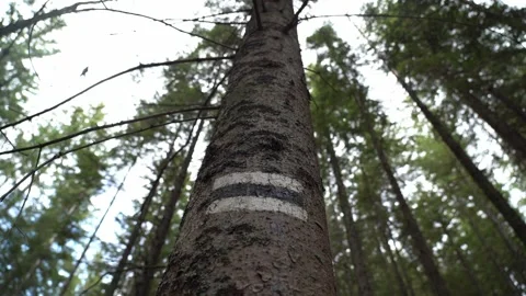 Hiking Trail Marker on a Tree in the Ukrainian Carpathians 스톡 동영상 337638006