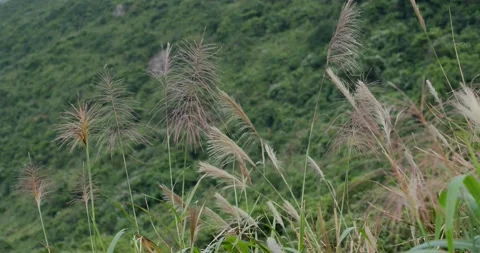 Hiking trail in the mountain forest Stock Footage 130445329