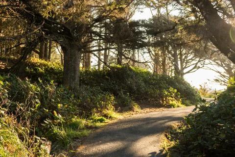 Hiking trail on a path between trees along the coast of Cape Perpetua Scenic Stock Photos