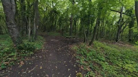 Hiking trail path in dense green forest woods with trail marker on tree trunk Vídeo Stock 347643068