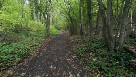 Hiking trail path in dense green forest woods with trail marker on tree trunk Stockbeeldmateriaal 347644028