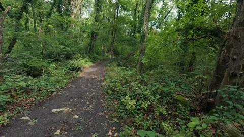 Hiking trail path in dense green forest woods with trail marker on tree trunk Видео 347644080
