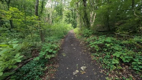 Hiking trail path in dense green forest woods with trail marker on tree trunk Vídeos de archivo 347644106