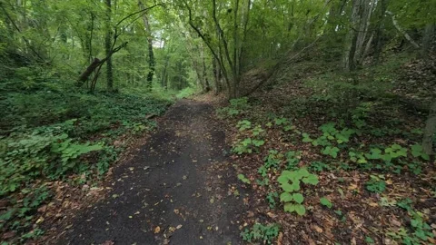 Hiking trail path in dense green forest woods with trail marker on tree trunk 스톡 동영상 347644121