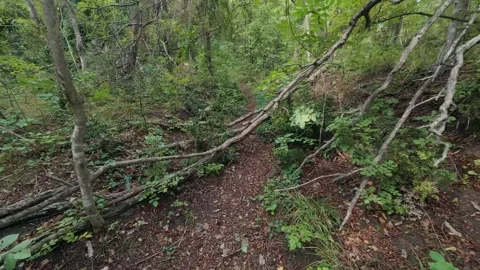 Hiking trail path in dense green forest woods with trail marker on tree trunk Stockbeeldmateriaal 347644188