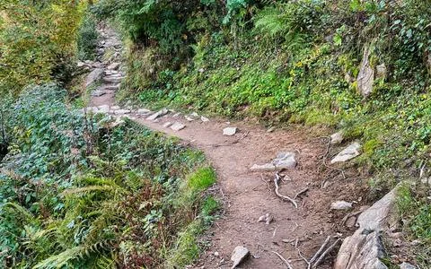 Hiking trail path winding through lush green forest with rocky steps and fo.. Stock Photos