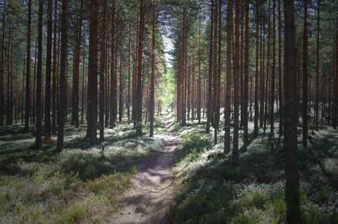 Hiking trail Stock Photos