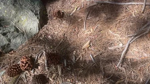 Hiking a trail with Pine Cones Stock Footage 164253701