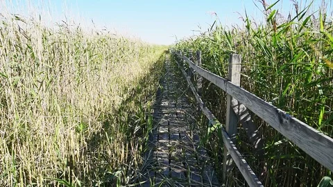 Hiking trail in reedbed Stock Footage 95276567