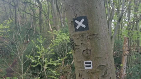 Hiking trail sign on a tree Video stock 62488928