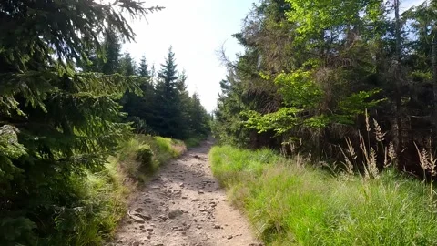 Hiking trail with spruce forest around Stock Footage 301241209